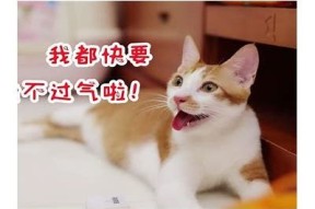 如何正确理解猫抖阴的含义与趣味解析