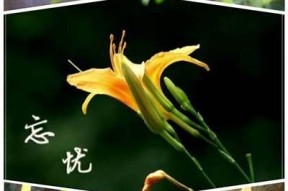 麻豆忘忧草传媒APP：让你轻松享受娱乐新体验